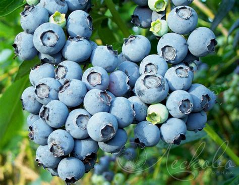 Голубика садовая (Vaccinium corymbosum `Rubel`) - Голубика - Кустарники ...