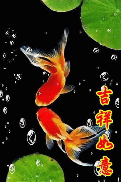 小年到，送給您漂亮的金魚，祝大家新年「魚」快，年年有「魚」 每日頭條