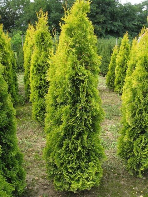 Туя западная (Thuja occidentalis L.) - лекарственное, частично ядовитое ...