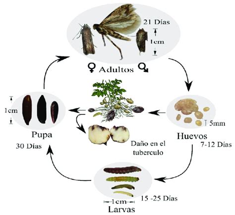 Ciclo De Vida De Tecia Solanivora Huevos Larvas Pupa Y Adulto