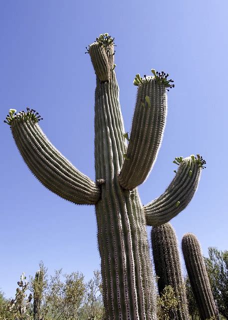 Free Photo Big Cactus Desert Arizona Usa Free Image On Pixabay