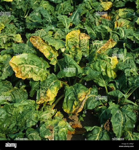 Sugar beet virus yellows SBVY infection on mature sugar beet plant Stock Photo - Alamy