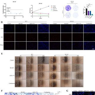 The Effects Of AZD 1775 On CRPC Cell Proliferation A The Viability