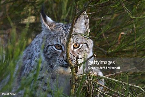 Lynx Cub Photos and Premium High Res Pictures - Getty Images