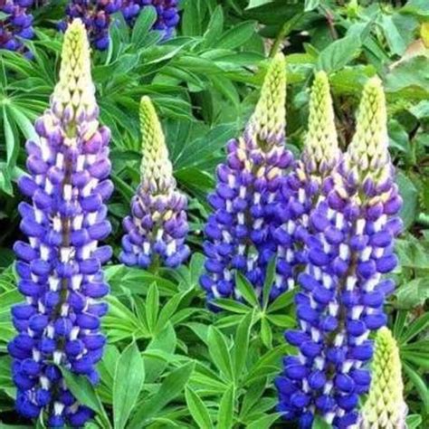 Lupine Flowers Seeds blue Flame lupinus | Etsy