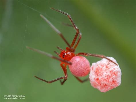 Cobweb Spiders From Bellavista Lodge Km 62 Ruta Antigua Nono Tandayapa