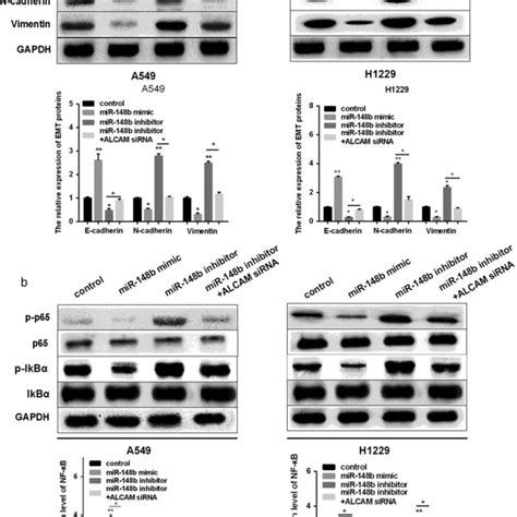 Mir‐148b Alcam Axis Regulated Emt And Nf‐κb Pathway In Nsclc Cells A