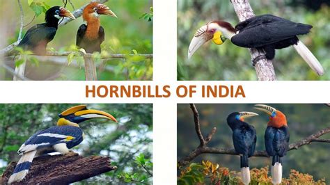 Hornbills Of India 🇮🇳 Birds Indian Birds Youtube