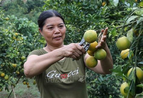 Sơn La: Phát triển cây cam trên đất dốc ở miền núi - Ảnh thời sự trong nước - Kinh tế - Thông ...