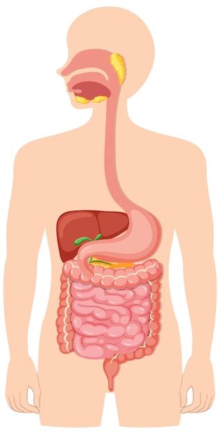 Sistema Digestivo Médico Humano Vetor Grátis