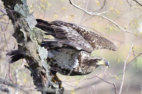 Take Off Photograph By Jo Ann Matthews Fine Art America