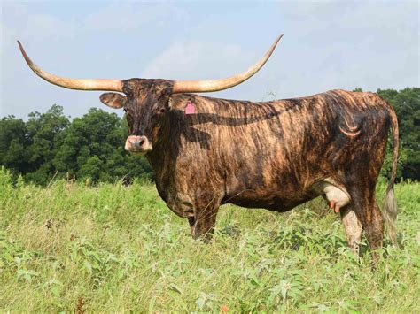 Rocking O Longhorns Texas Longhorn Cattle For Sale Austin Texas