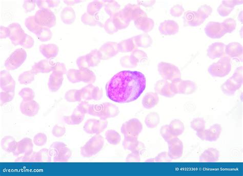 Metamyelocyte Stock Photo - Image: 49323369