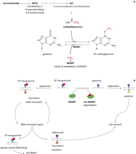 Schematic Of The Mechanism Of Action Of Temozolomide Panel A And