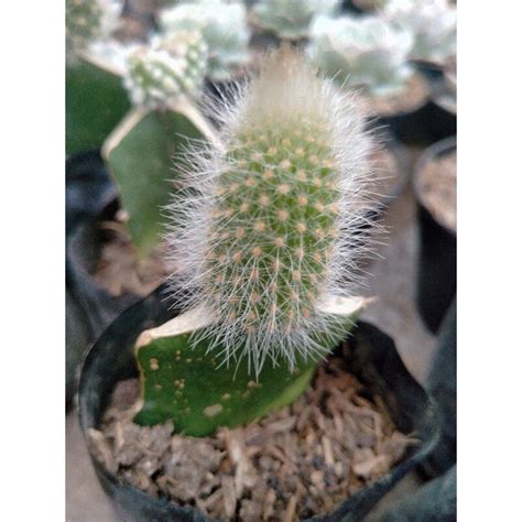 Jual Cactus Ekor Tupai Putih Grafting Shopee Indonesia