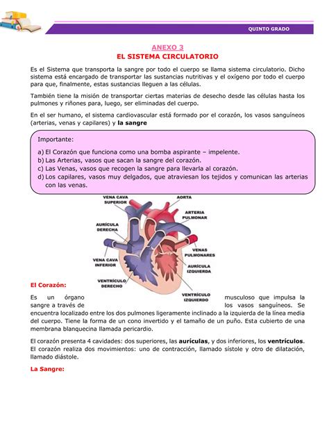 Sesi N De Aprendizaje Conocemos Nuestro Sistema Circulatorio Para