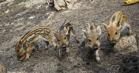 Baby wild boar by NElekica on DeviantArt