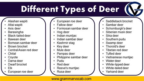 Different Types Of Deer Grammarvocab