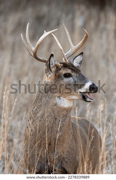 Whitetail Deer Feeding Field Stock Photo 2278339889 | Shutterstock