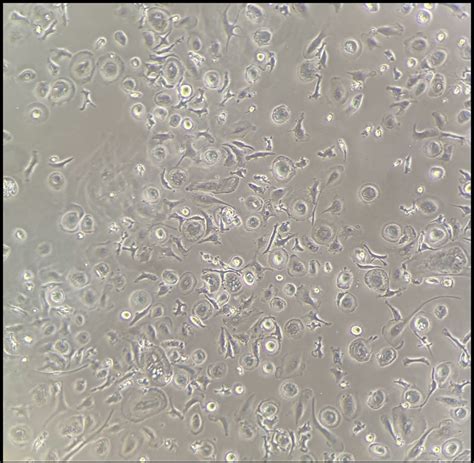 Cell Press STAR Protocols