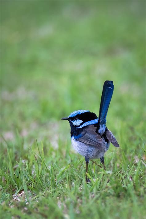 Superb Fairywren Blue Free Photo On Pixabay