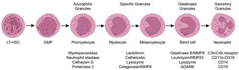 Cells Free Full Text The Role Of Cytokines In Neutrophil