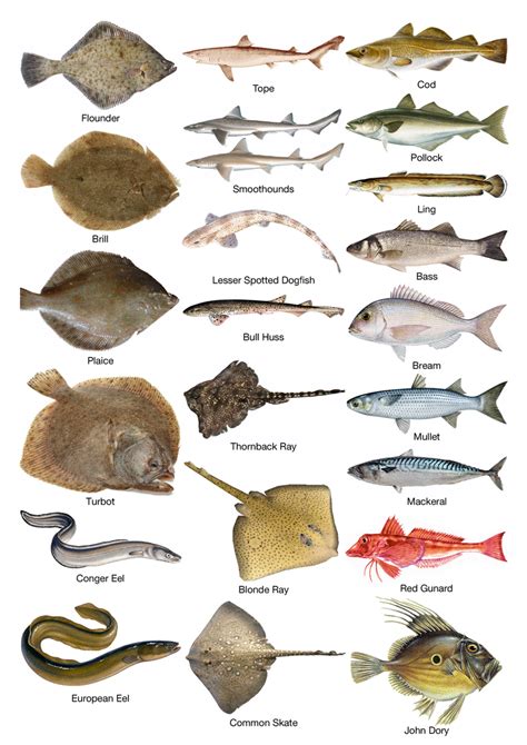 Types Of Fishing Uk at Indiana Schneider blog