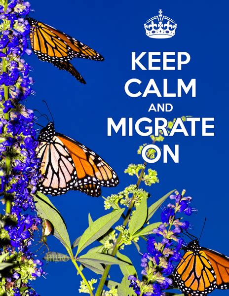 10 Monarch Migration Facts That Might Surprise You