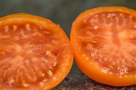 Zlatava - Златава - Tomato - Vertiloom