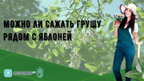 Можно ли сажать грушу рядом с яблоней - YouTube