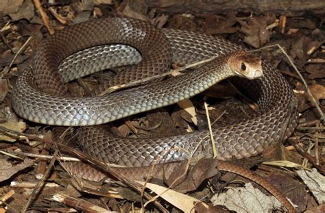 Eastern Brown Snake Facts and Pictures