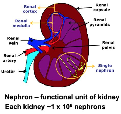 Kidney GFR Chart By Age And CKD Stages Table, 48% OFF