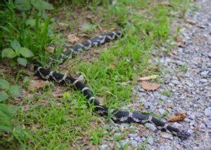 Eastern Kingsnake Facts, Description, Diet, and Images