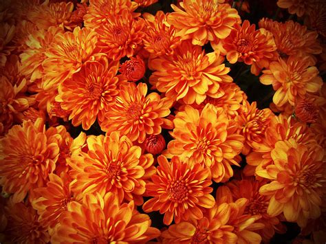 Toasted Orange Chrysanthemums Photograph By Mother Nature