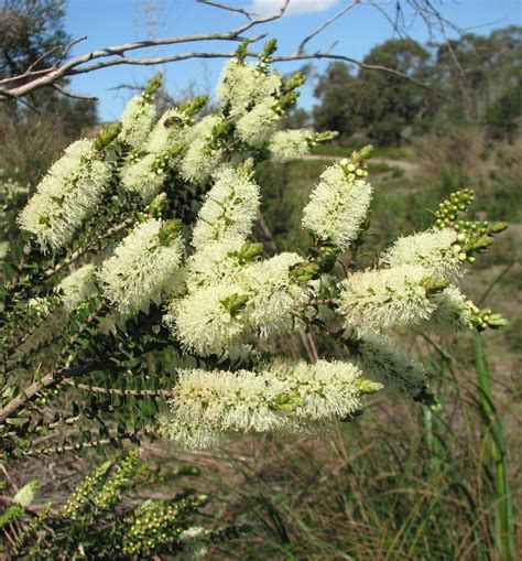 Melaleuca squarrosa 50 seeds – Trigg Plants