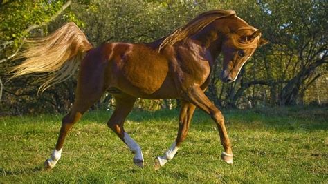 Las 5 Mejores Razas De Caballos De Salto