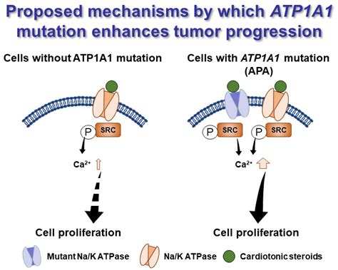 Atp A Mutant In Aldosterone Producing Adenoma Leads To Cell Proliferation