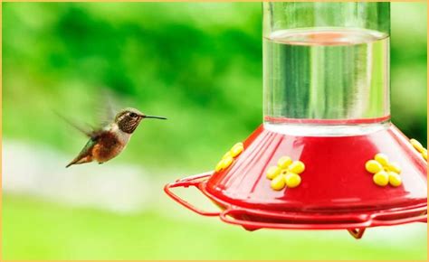 The Worst Places To Hang A Hummingbird Feeder