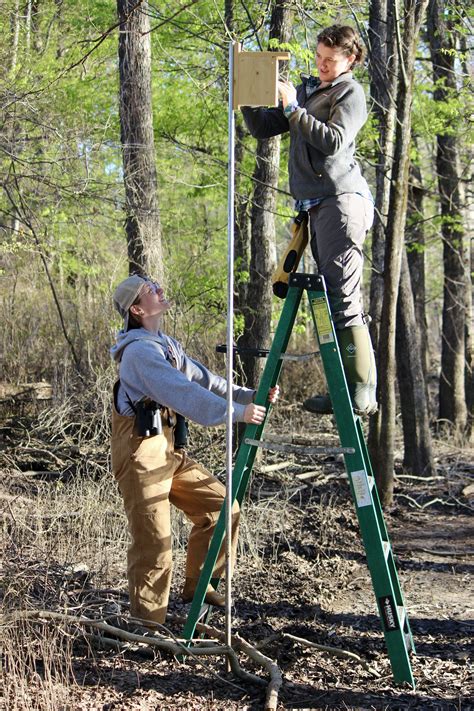 Prothonotary Warbler nest box project: 2022 update — Delta Wind Birds