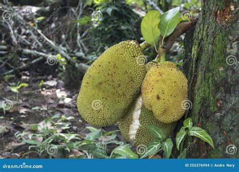 Jackfruit As Know As Jaca Hanging From A Jackfruit Tree Famous Fruit