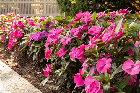 New Guinea Impatiens Plant Care Growing Guide