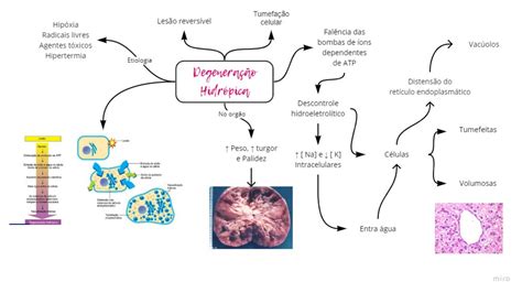 Mapa Mental Degenera O Hidr Pica Patologia Geral