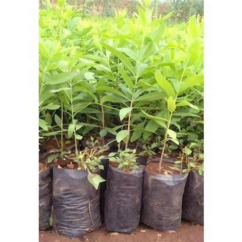 Full Sun Exposure Alkaline Sandalwood Plant Sapling At Rs Piece In