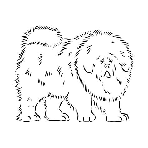Tibetan mastiff dog 58233546 Vector Art at Vecteezy