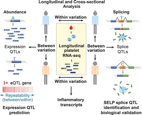 Longitudinal Rna Seq Analysis Of The Repeatability Of Gene Expression