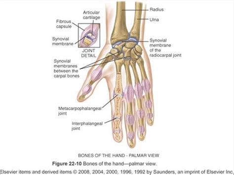 Procedures Joint Classifications Flashcards Quizlet