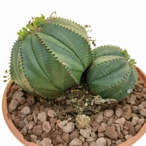 Euphorbia Obesa F Dicotomica Rare Form 17 Cm Euphorbiaceae