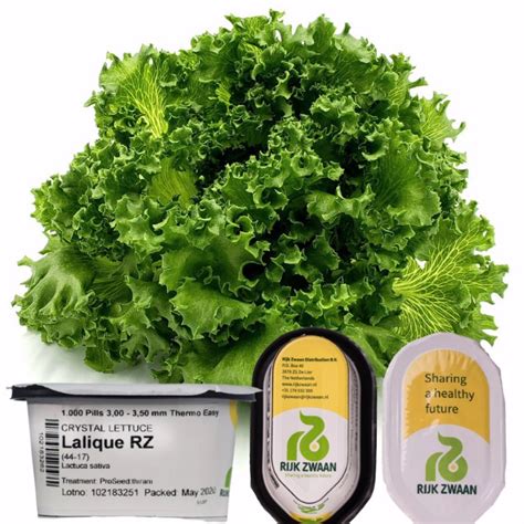 Lalique Crystal Lettuce Seeds Pills Rijk Zwaan Shopee