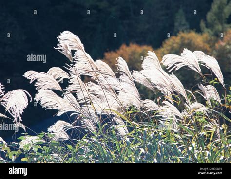 Japanese silver grass Stock Photo - Alamy