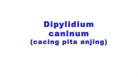 D Caninum D Latum Sparganosis Schistosoma Ppt